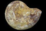 Sliced, Agatized Ammonite Fossil (Half) - Jurassic #100549-1